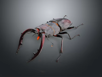 Detailed Flying Animal Stag Beetle With Large Mandibles Dark Exoskeleton And Orange Accents 3d model