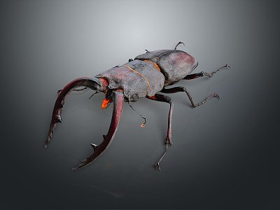 modern beetle insect animal 3d model