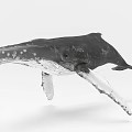 3D Rendered Humpback Whale Aquatic Animal Black And White Isolated On White Background Detailed Model