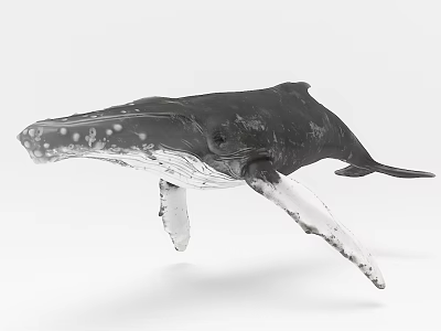 3D Rendered Humpback Whale Aquatic Animal Black And White Isolated On White Background Detailed Model 3d model