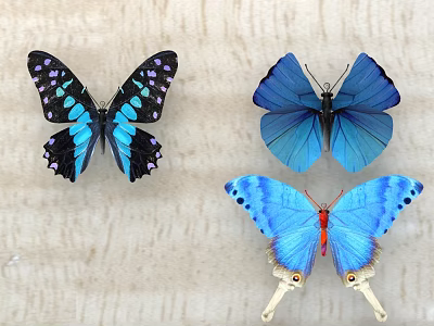 Colorful Butterflies Mounted On Light Wooden Surface With Blue Black And Orange Features 3d model