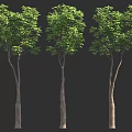 Three Trees With Green Leaves And Brown Trunks On Black Background 3d model