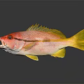 Red Headed Yellow Finned Fish With Striped Body On Dark Background Reflection 3d model