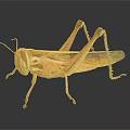Brown Grasshopper With Detailed Legs And Wings On Dark Reflective Surface 3d model