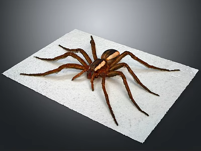 Detailed Large Brown Spider On White Paper Background Close Up Shot 3d model