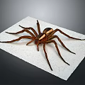 Detailed Large Brown Spider On White Paper Background Close Up Shot