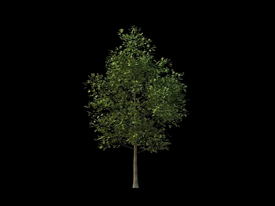 Tall Arbor With Lush Green Leaves And Slender Trunk On Black Background 3d model