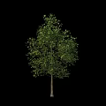Tall Arbor With Lush Green Leaves And Slender Trunk On Black Background
