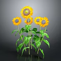 Bright Yellow Sunflowers With Green Stems And Leaves On Gray Background