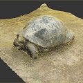 Turtle Turtle Cartoon Turtle Snapping Turtle Chickbill Turtle Reptile Cold Blooded Animal Reptile Reptile Class 3d model