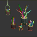 Indoor Plants With Green Yellow Striped Leaves In Hanging And Standing Pots On Dark Background