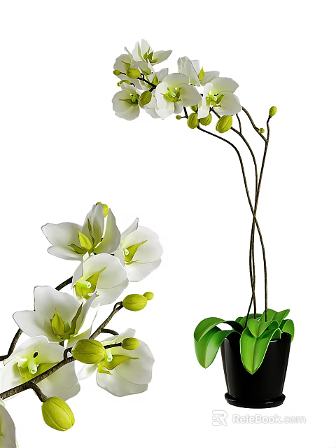White Orchid Bonsai Potted Plant With Curved Stems And Green Leaves 3d model 