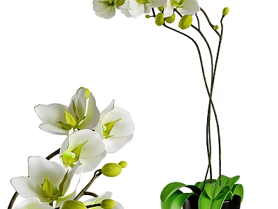 White Orchid Bonsai Potted Plant With Curved Stems And Green Leaves 3d model