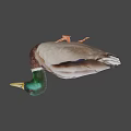 Green Headed Duck With Yellow Beak Brown White Plumage And Orange Feet Isolated On Gray