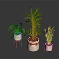 Three Indoor Potted Plants With Lush Green Leaves White Planters And Wooden Stands