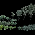 Different Varieties of Shrubs with Various Heights Leaf Shapes and Foliage