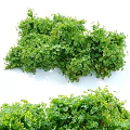 Lush Green Shrubs with Dense Foliage in Outdoor Garden Landscape