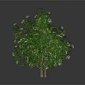 Three Green Leafy Trees of Different Sizes on White Background
