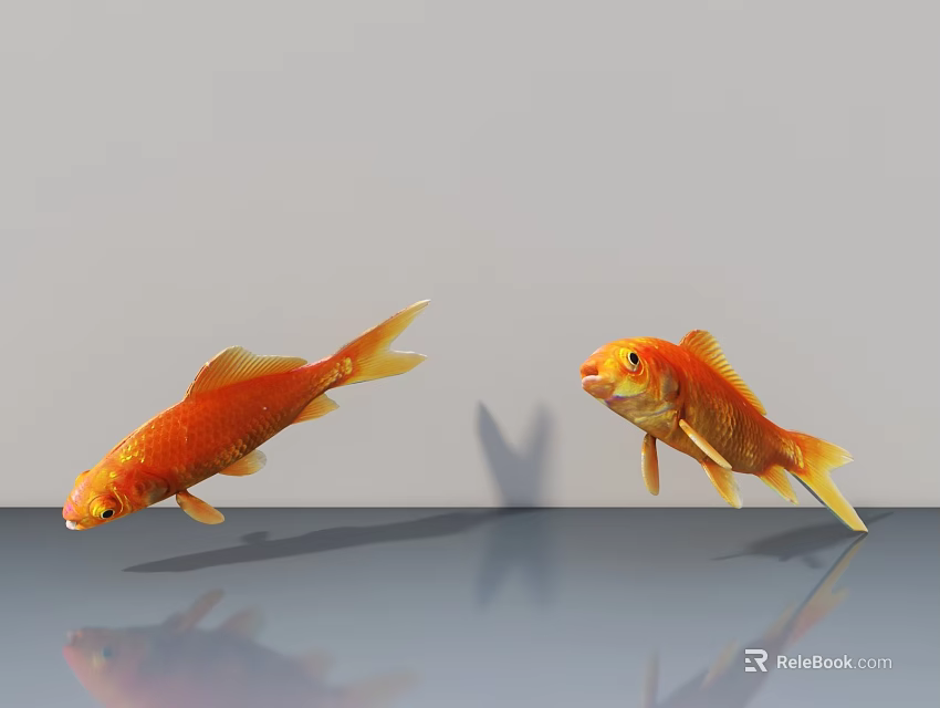 Two orange goldfish swimming in water with gray background and reflections on water surface 3d model 