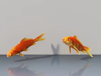 Two orange goldfish swimming in water with gray background and reflections on water surface 3d model