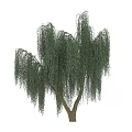Elegant Weeping Willow Tree With Long Green Pendant Branches And Natural Charm