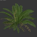 Lush Green Fern Shrub Featuring Feathery Fronds and Rounded Foliage Shape