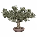 Lush Olive Bonsai Plant with Exposed Roots in Terracotta Pot Natural Shape