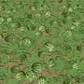 Fresh Green Watermelons Growing on Sandy Ground with Lush Vines