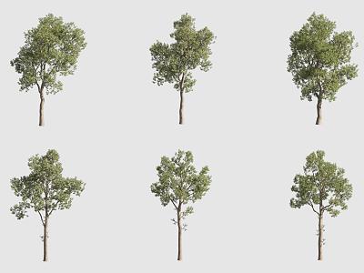 Umbrella Room Eucalyptus Landscape Tree 3d model