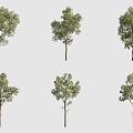 Umbrella Room Eucalyptus Landscape Tree 3d model