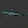 Silver Shiny Fish On Dark Background With Reflection And Marine Features
