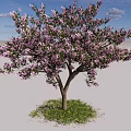 Pink Flowering Arbor with Lush Pink Blossoms Blue Sky White Clouds and Green Grass