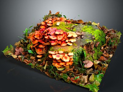 Mushrooms, straw mushrooms, poisonous mushrooms, plant mushrooms, mushrooms, ganoderma lucidum, tree mushrooms, vegetables, fruits and vegetables 3d model