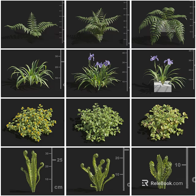 Different Varieties of Garden Flowers and Green Plants with Ferns Irises and Succulents 3d model 