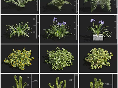 Different Varieties of Garden Flowers and Green Plants with Ferns Irises and Succulents 3d model