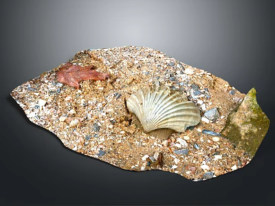 Natural Decorative Tray With Sand Stones Seashell Red Coral And Green Moss For Home Decoration 3d model