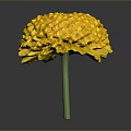 Vibrant Yellow Marigold Flower With Layered Petals And Green Stem On Dark Background