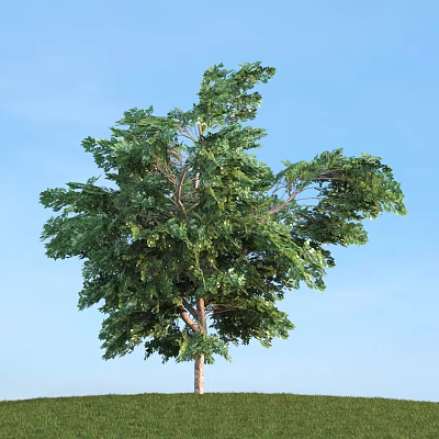 The Modern Tree 3d model