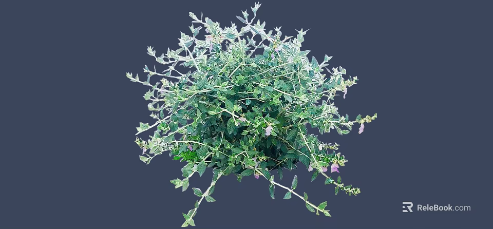 Lush Green Leaf Shrub With Vibrant Purple Flowers In Full Bloom 3d model 