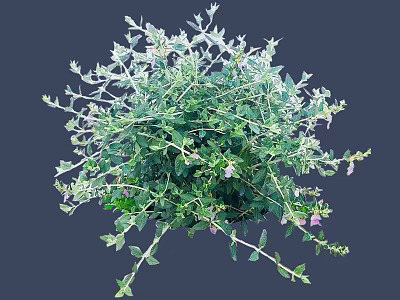Lush Green Leaf Shrub With Vibrant Purple Flowers In Full Bloom 3d model