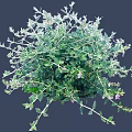 Lush Green Leaf Shrub With Vibrant Purple Flowers In Full Bloom