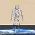 Human Venous System Schematic Illustrating Detailed Vascular Network And Body Vessel Structure