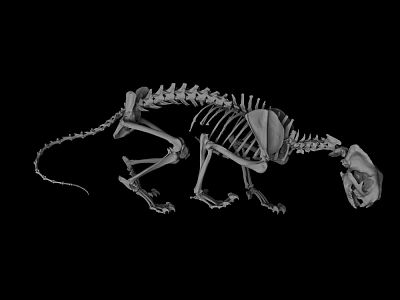 Detailed Reptile Skeleton Full Body Anatomical Structure Showing Bones And Vertebrae 3d model