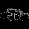 Detailed Reptile Skeleton Full Body Anatomical Structure Showing Bones And Vertebrae
