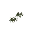 Lush Outdoor Plant Combination with Various Palm Trees and Green Foliage in Natural Setting