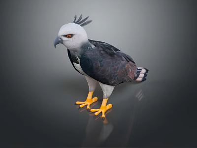 Striking Crested Eagle with White Head Yellow Eyes and Yellow Talons on Gray Background 3d model