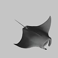 Black Manta Ray With Large Pectoral Fins And Shadow On White Background