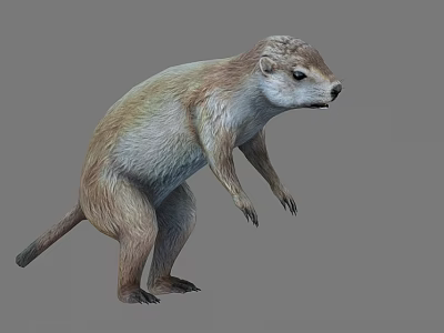 Realistic Standing Groundhog 3D Model With Light Brown Fur And Gray Background 3d model