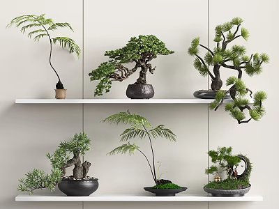 Various Bonsai Plants Displayed On White Shelves With Green Foliage And Unique Pots 3d model