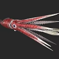 Vibrant red and white squid displaying long slender tentacles in marine habitat